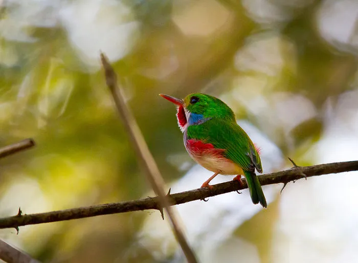 Cuban Tody