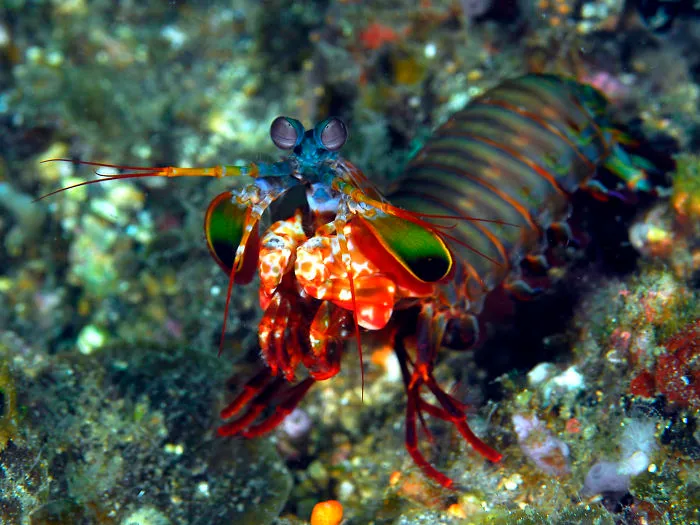 Mantis Shrimp