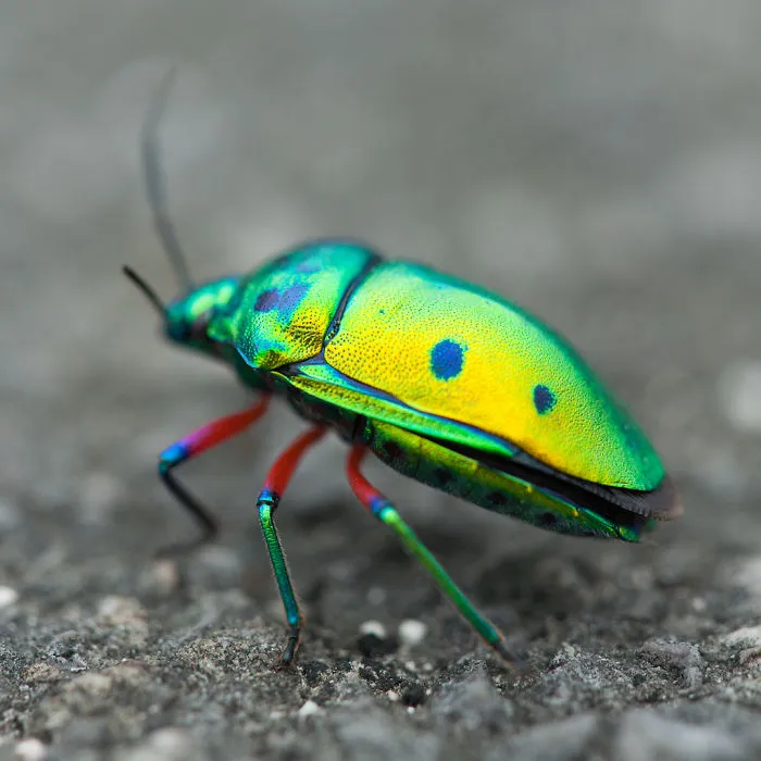 Unknown Japanese Bug
