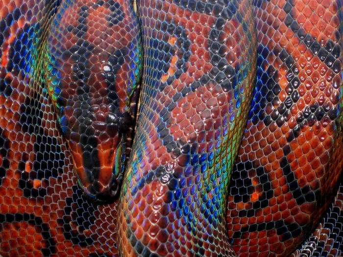 Rainbow Boa