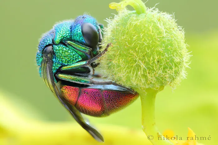 Cuckoo Wasp