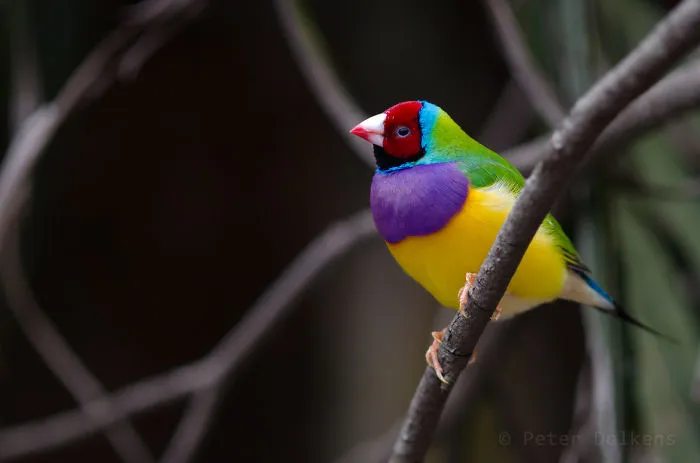 Gouldian Finch