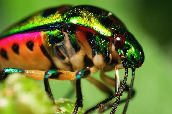 Jewel Bug