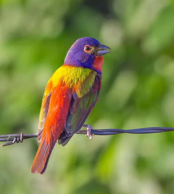 Painted Bunting
