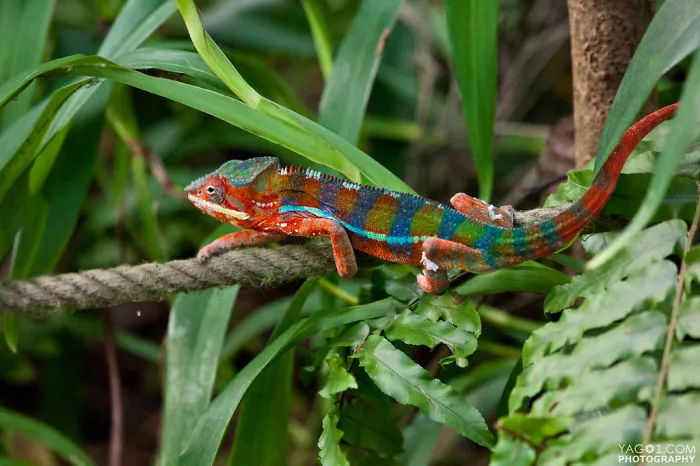 Chameleon