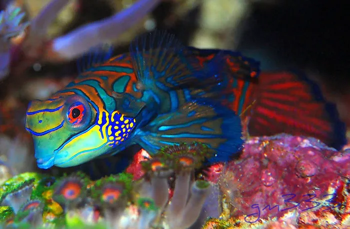 Rainbow Animals