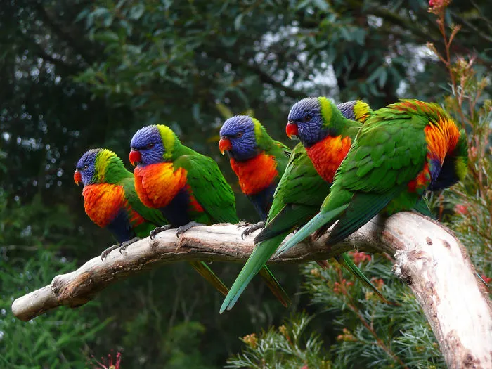Rainbow Lorikeets
