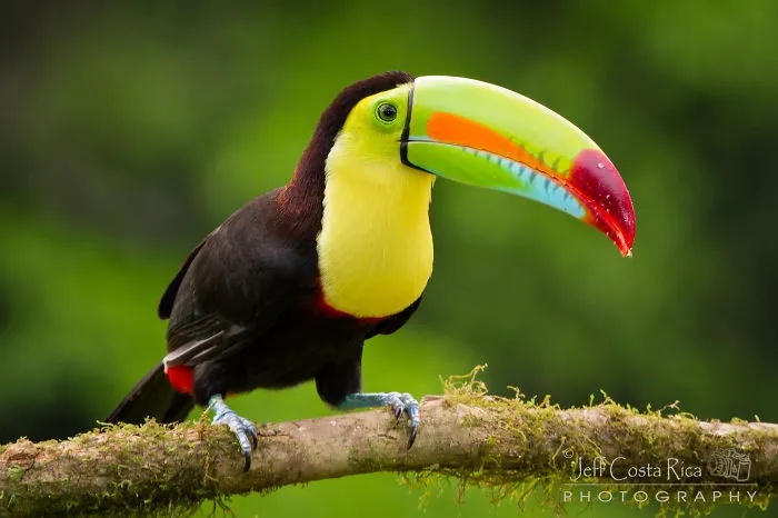 Keel-billed Toucan