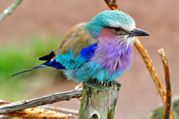 Lilac-breasted Roller