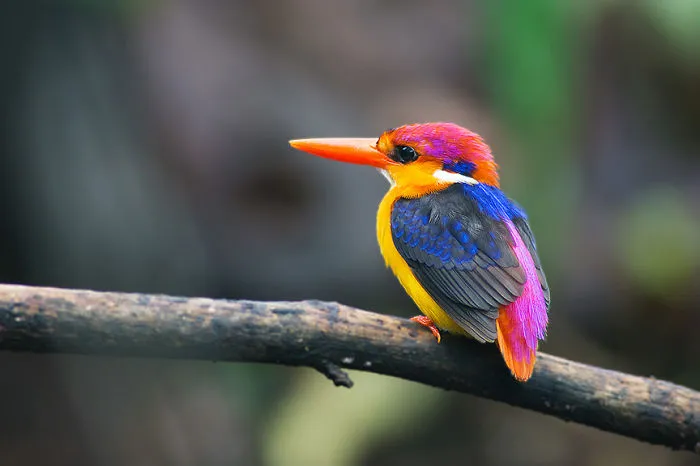 Green-crowned Brilliant