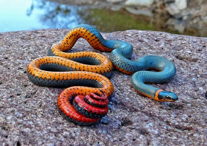 Snake