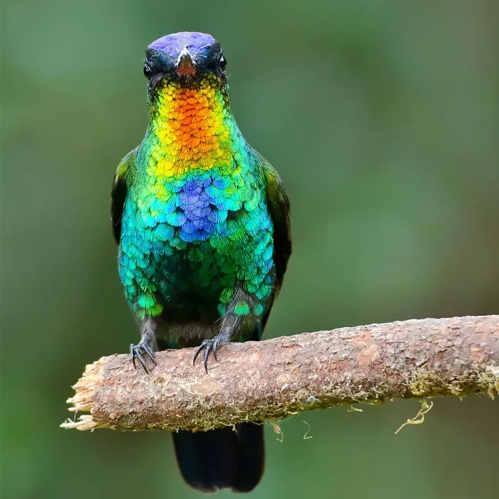 Fiery-throated Hummingbird