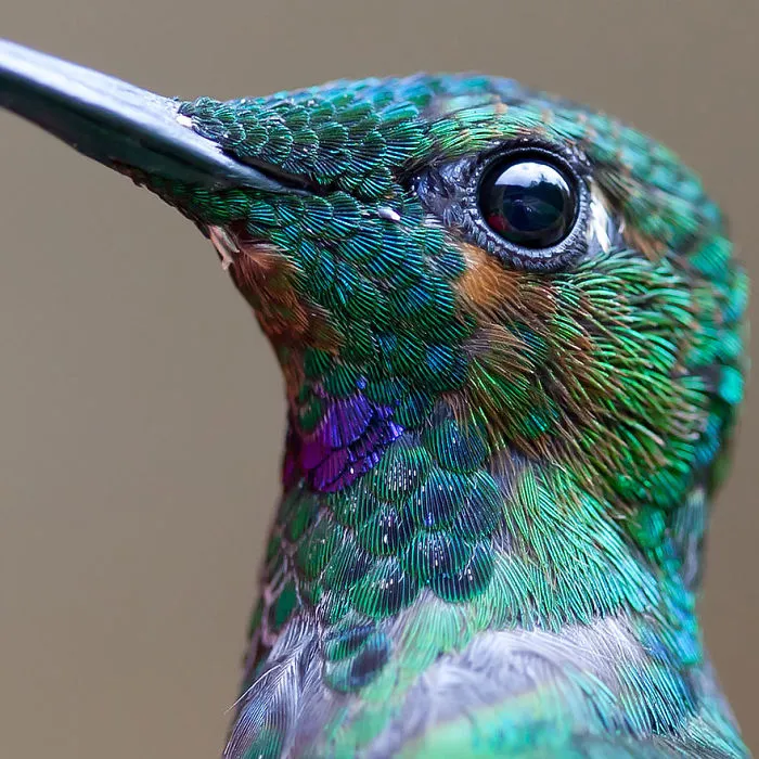 Green-crowned Brilliant