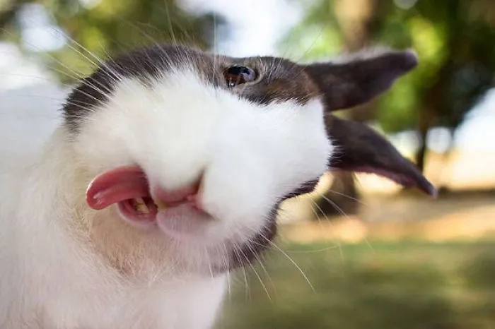 Derp