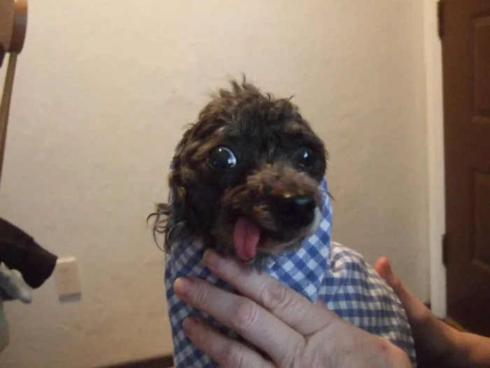 Derp