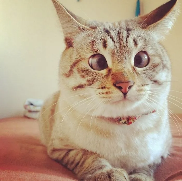 Derp