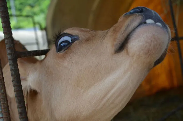 Derp
