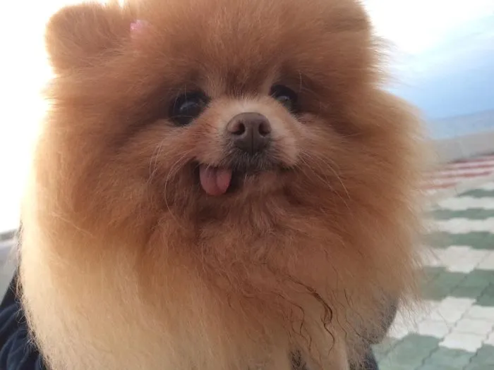 Derp