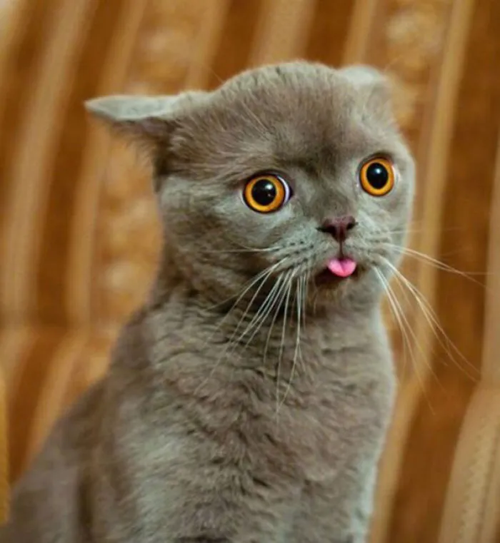Derp