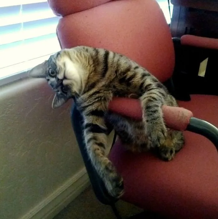 Derp