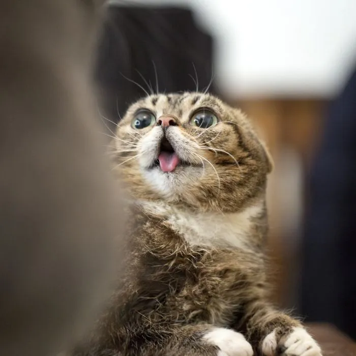 Derpy Animals