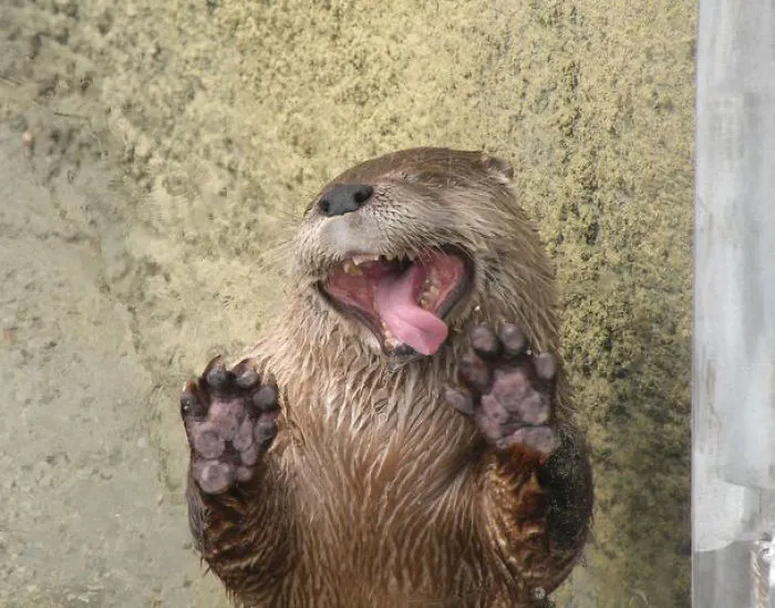 Derp