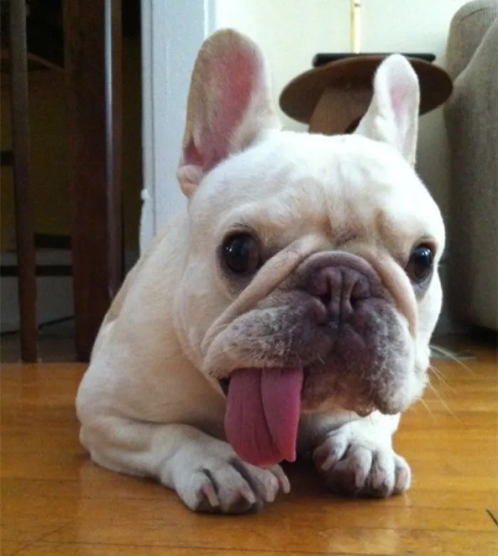 Derp