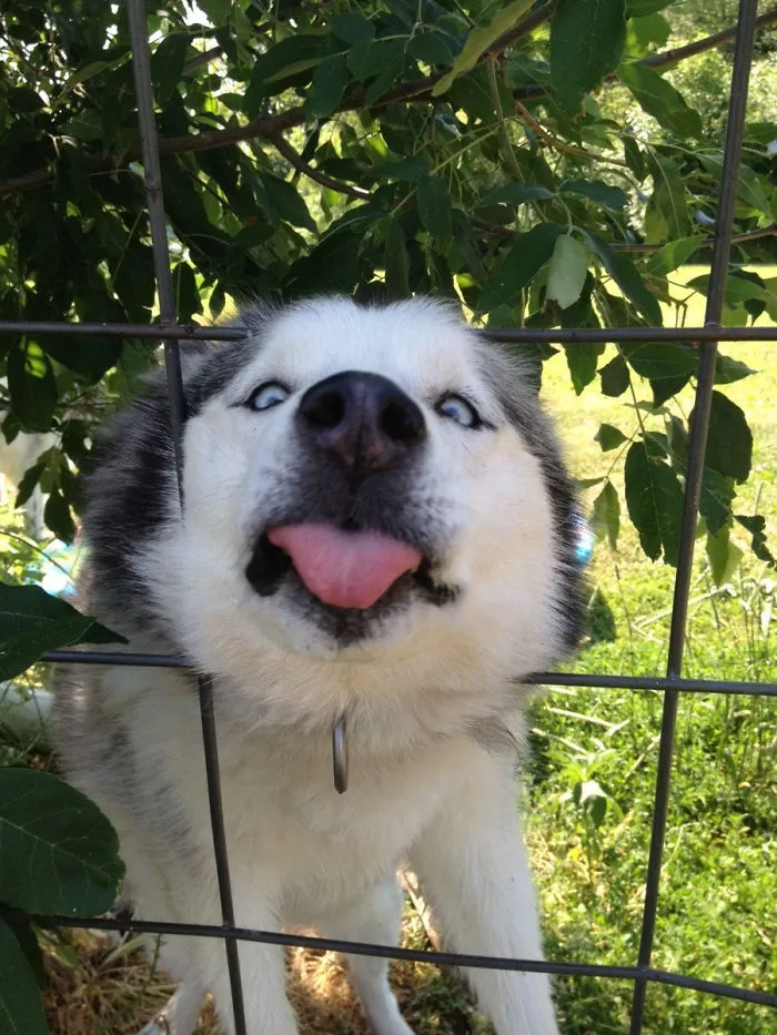 Derp