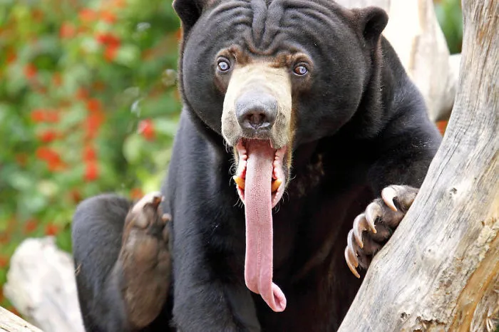 Derp