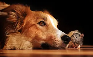 Playful Dog Portraits By Russian Photographer Ksenia Raykova 