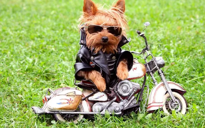 Dog Yorkshire Terrier