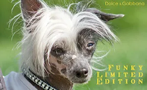 Dogs Imagined As Main Characters In Traditional Print Ads