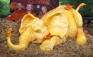 900lb Pumpkin Carving Raises Awareness Of Elephant Killings