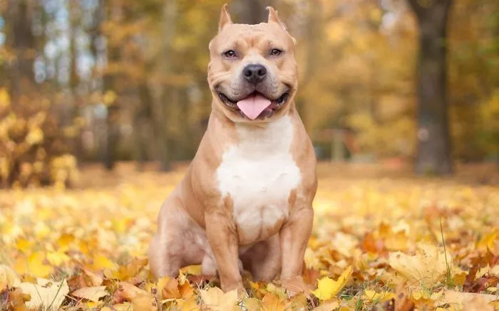Autumn Dog