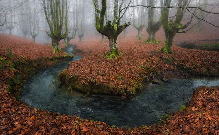 Misty Morning