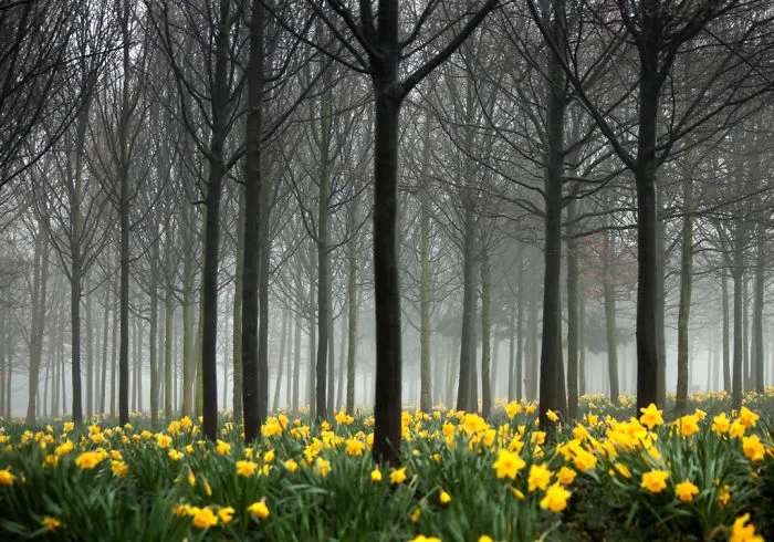 Daffodils
