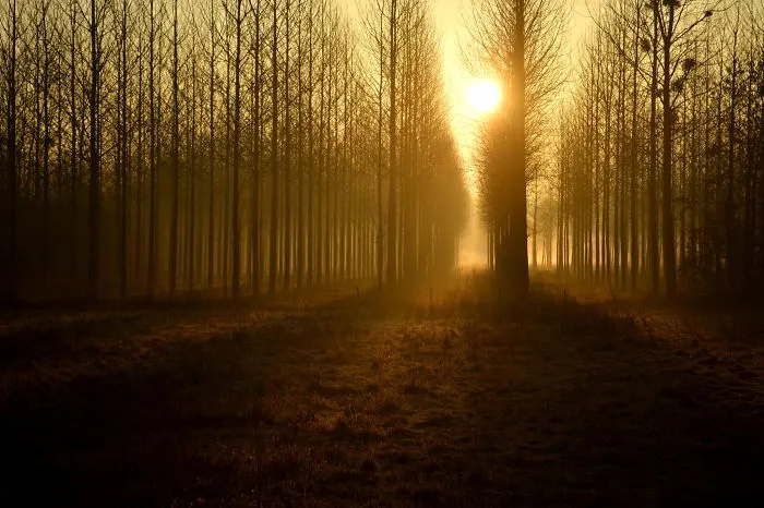 Morning Mist