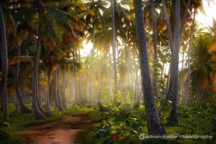Coconut Palm Forest