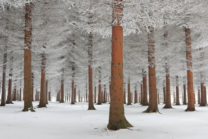 Magical Winter
