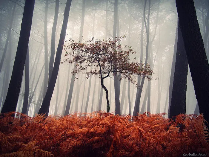 Autumn In Spain