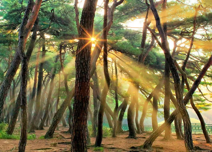 Morning Light