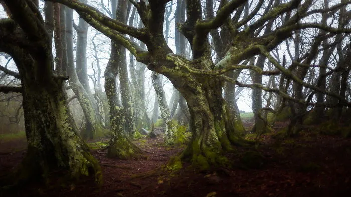 Mystic Forest