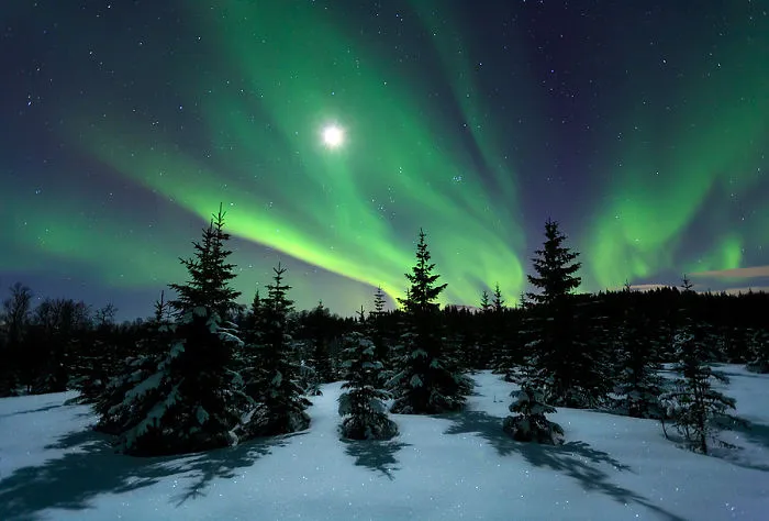 Winter Forest