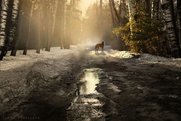 Russian Forest