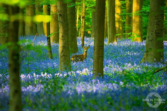 Bluebell Forest