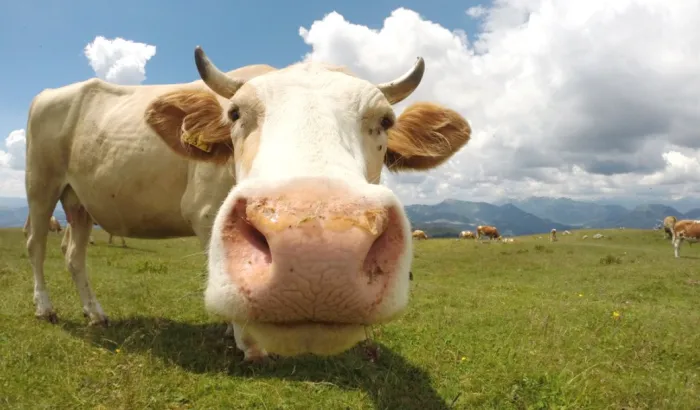 Holy Cow