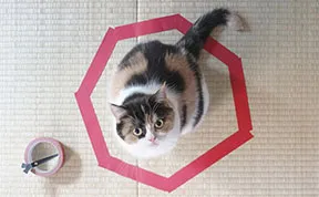 How To Trap A Cat In 3 Easy Steps