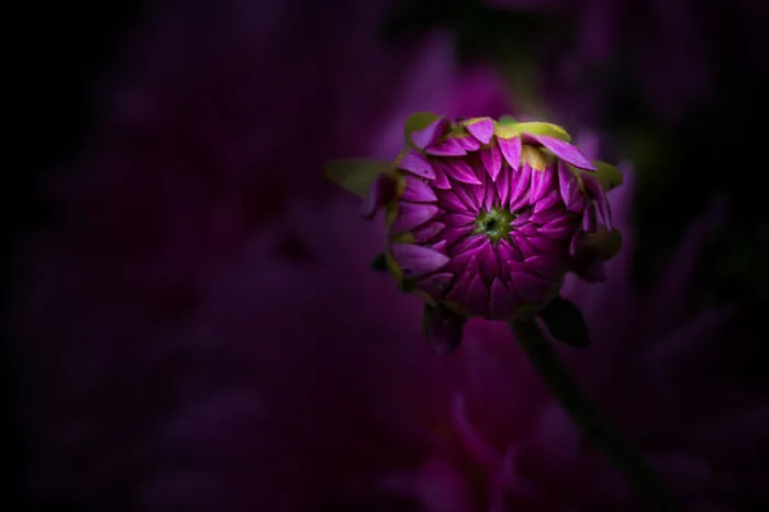 Unique Flower Photography Unlike Anything You've Seen Before