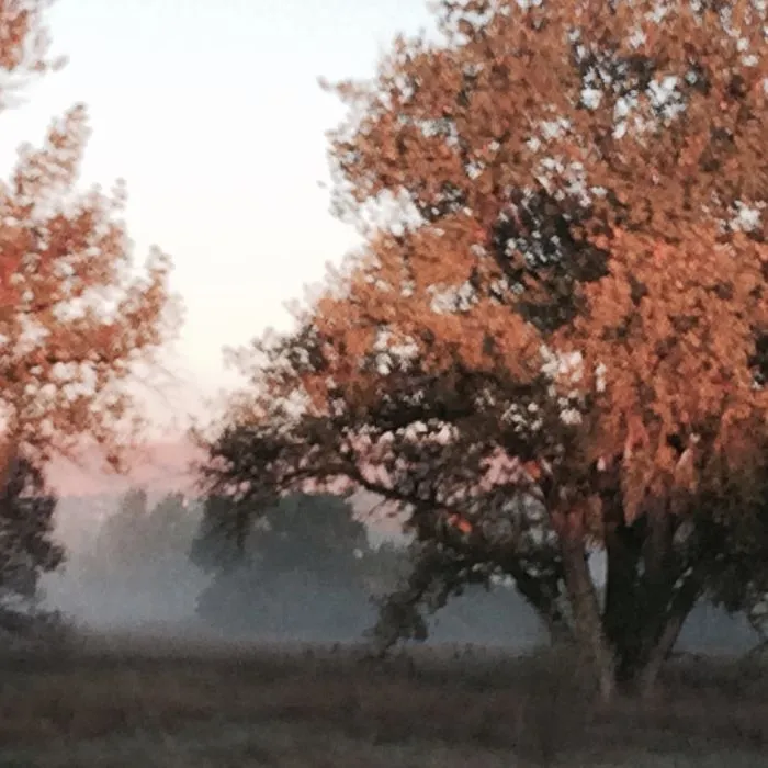 Autumnal Fog