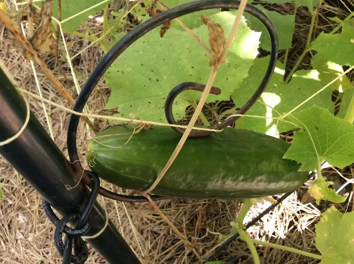 Cucumber In My Garden